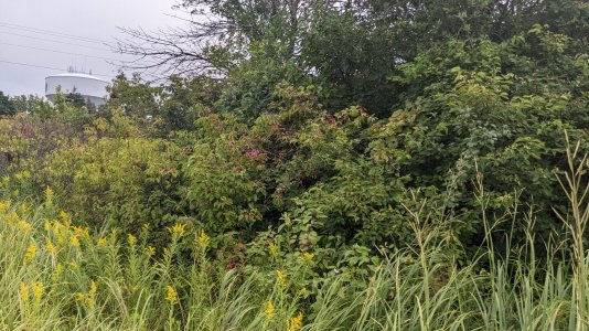 PXL_20250902_181934958.jpg