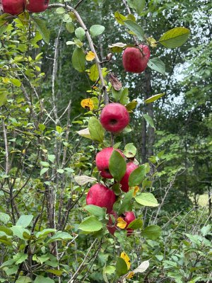 IMG_3099.JPG