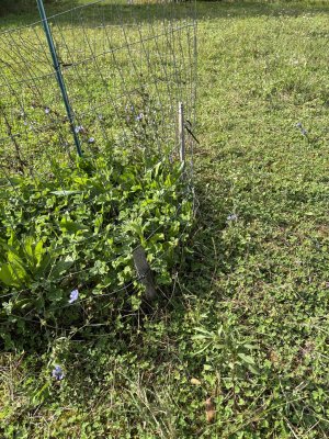 IMG_0570.jpeg