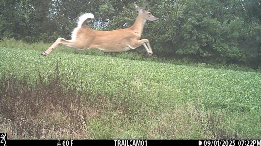 jumping doe.jpg