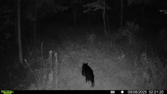 bear.jpg