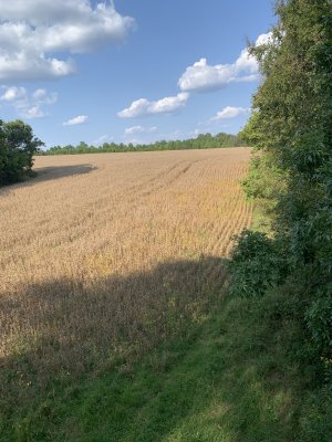 IMG_5784.jpeg