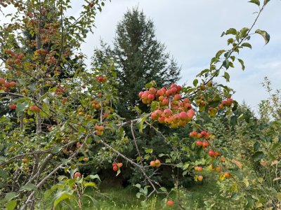 IMG_8993.jpeg