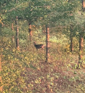 IMG_1571.jpeg