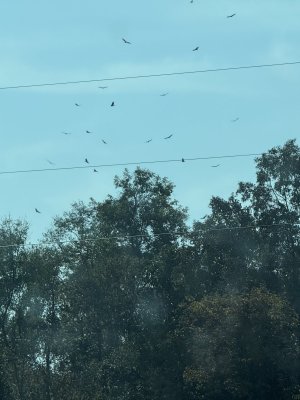 IMG_8490.jpeg