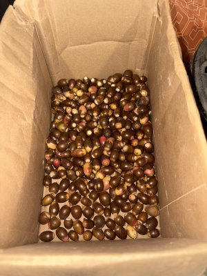IMG_1940.jpeg