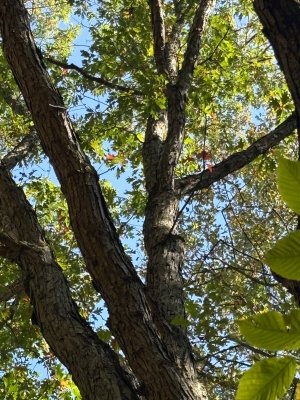 IMG_1937.jpeg