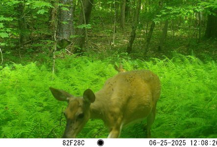 TICKS 06250004.JPG