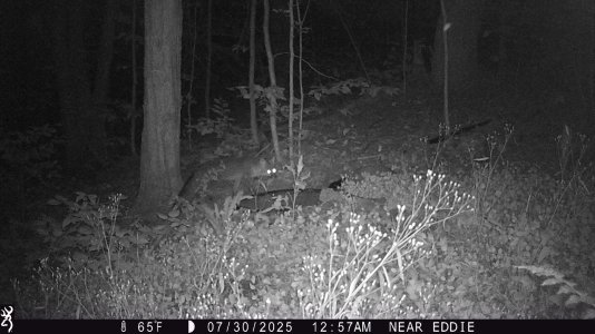 fox.JPG