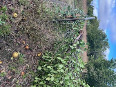 pear tree.JPG