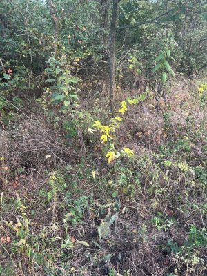 IMG_2559.jpeg