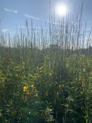IMG_5692.jpeg