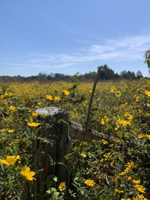 IMG_5802.jpeg