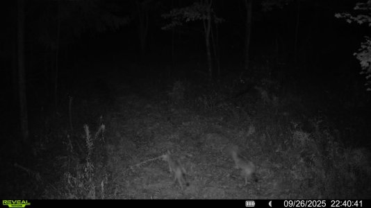 NightYotes.jpg