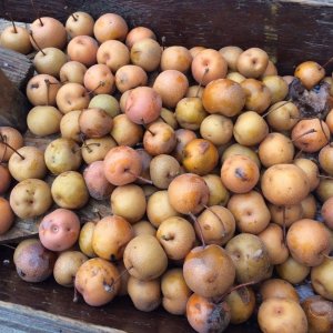 hybrid-pear-3561128.jpg