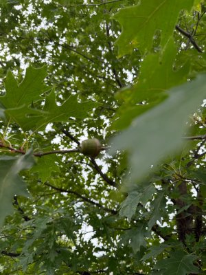 IMG_8959.jpeg