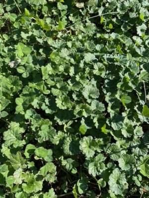 clover weed ID.jpg