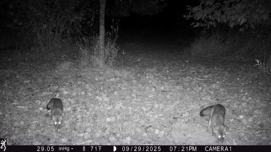 foxes-IMG_0111.JPG