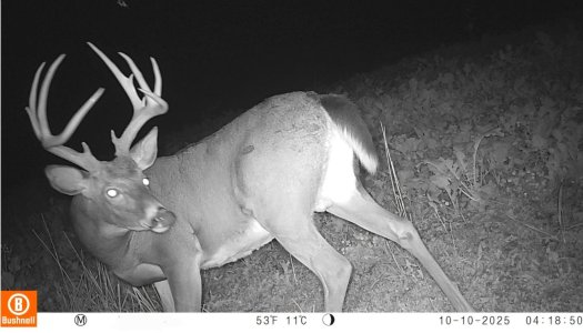 Screenshot_20251010_175916_Trail Cameras.jpg
