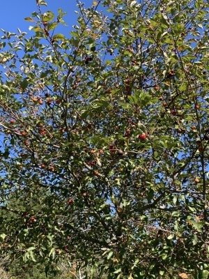 IMG_5965.jpeg