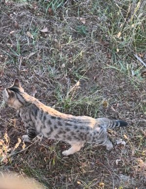 spotted house cat.jpg spotted house cat.jpg