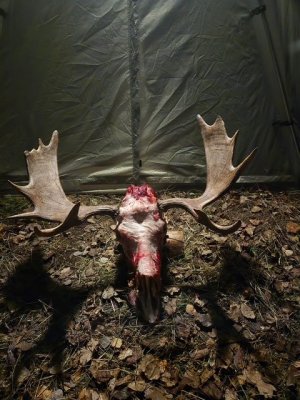 Kelsie moose.JPG