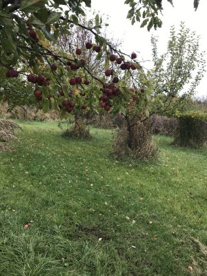 52BBAFE1-1BC4-4124-B22E-89545E9A9AFD.jpeg 52BBAFE1-1BC4-4124-B22E-89545E9A9AFD.jpeg