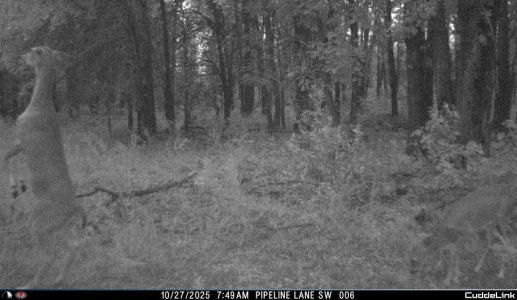 trailcam_15.jpeg_jwt__1761590175856_2f6ac348-fcee-4cc5-85d1-dcb2df446ad4.jpg