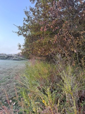 IMG_7804.jpeg IMG_7804.jpeg