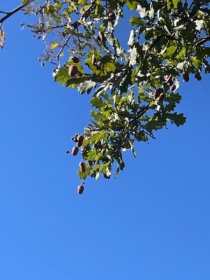 1762383415153.jpeg 1762383415153.jpeg