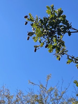 1762383541682.jpeg 1762383541682.jpeg