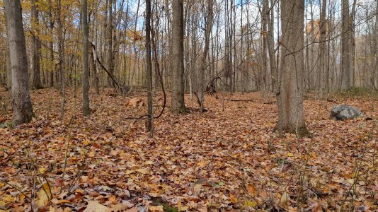 IMG_20251106_094344817_HDR.jpg IMG_20251106_094344817_HDR.jpg