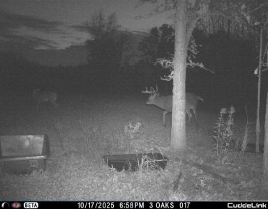 better bucks.jpeg better bucks.jpeg