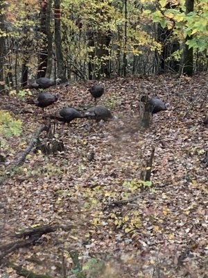 IMG_6013.jpeg IMG_6013.jpeg