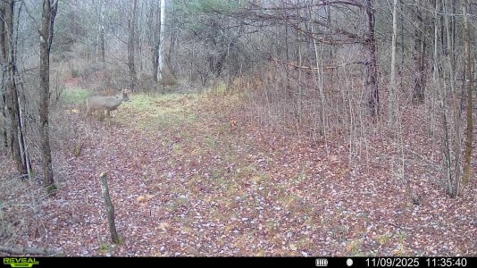 trail buck09.jpg trail buck09.jpg