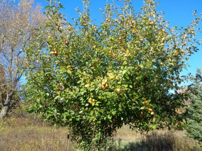 DSC03085 Franklin Cider (med) 1.JPG