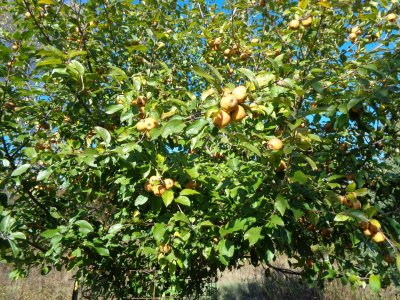 DSC03086 Franklin Cider (med) 2.JPG