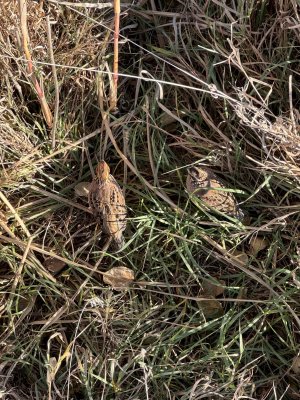 IMG_6658.jpeg IMG_6658.jpeg