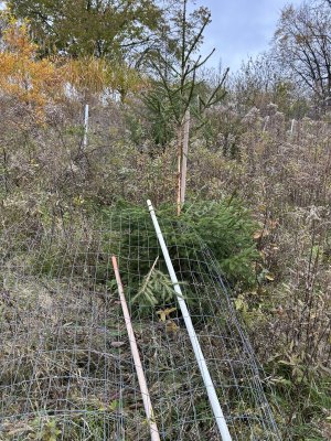 IMG_2657.jpeg IMG_2657.jpeg