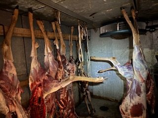 IMG_7980.jpeg IMG_7980.jpeg