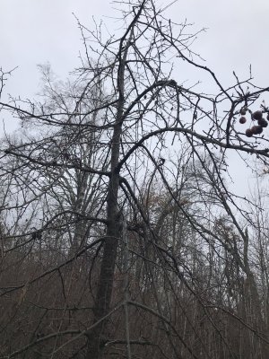 153068B9-5B62-43A2-AED9-D6EB1CD6177A.jpeg 153068B9-5B62-43A2-AED9-D6EB1CD6177A.jpeg