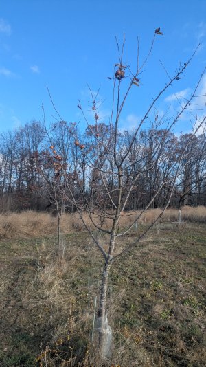 PXL_20251123_144542577.MP.jpg PXL_20251123_144542577.MP.jpg