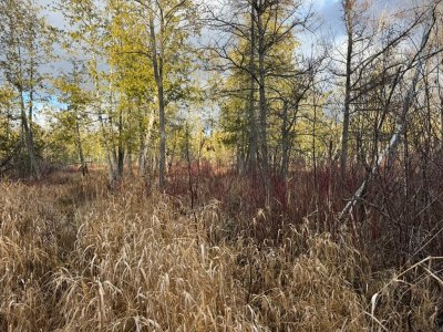 IMG_6711.JPEG IMG_6711.JPEG