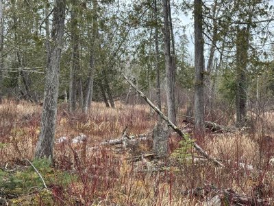 IMG_6713.JPEG IMG_6713.JPEG