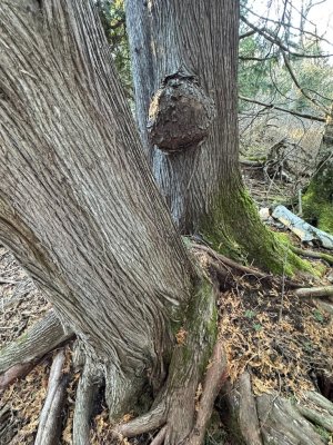 IMG_6728.JPEG IMG_6728.JPEG