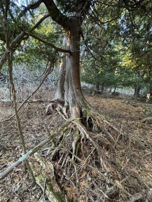 IMG_6736.JPEG IMG_6736.JPEG