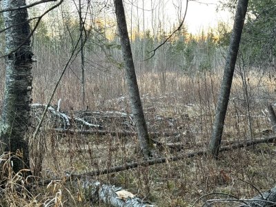 IMG_6750.JPEG IMG_6750.JPEG