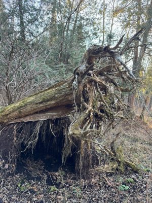 IMG_6741.JPEG IMG_6741.JPEG