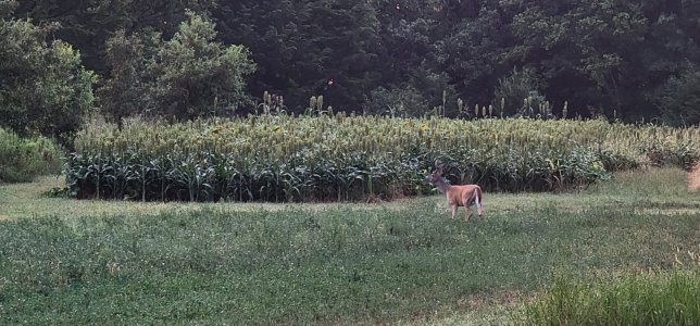 Screenshot_20251129_091827_Gallery.jpg Screenshot_20251129_091827_Gallery.jpg