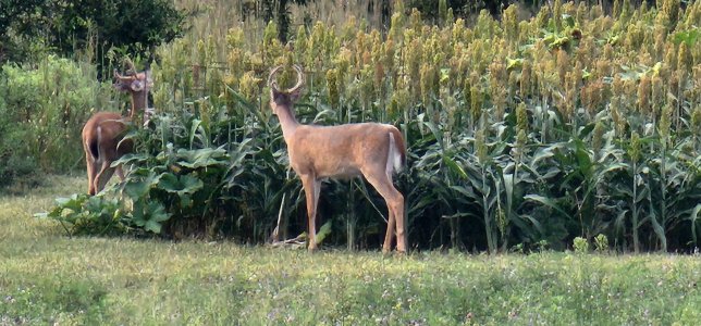 Screenshot_20251129_091755_Gallery.jpg Screenshot_20251129_091755_Gallery.jpg